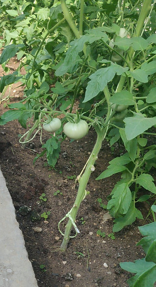 IMG-20260628-WA0001[74].jpg