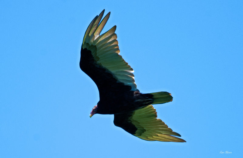 The Turkey Vulture (Cathartes aura) gracefully soars through the sky, its broad wings spread wide, gliding effortlessly on thermal currents. With its distinctive dark plumage and a keen sense of sight, it surveys the landscape below, searching for food. As it circles high above, the sunlight glints off its wings creating a striking contrast against the blue sky. This majestic bird embodies freedom and adaptability, making it a remarkable sight in the wild.