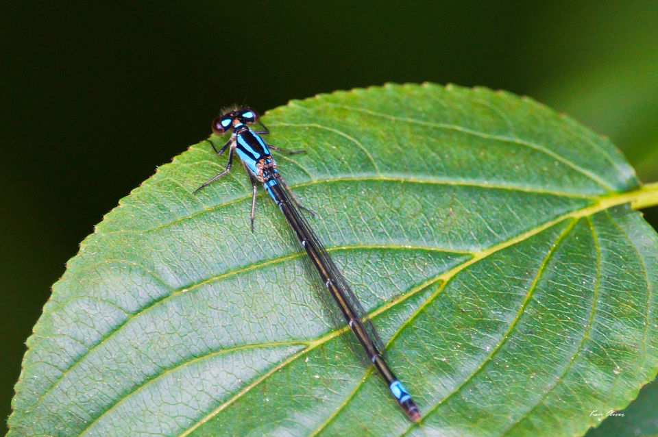 The stream bluet (Enallagma exsulans) damselfly
