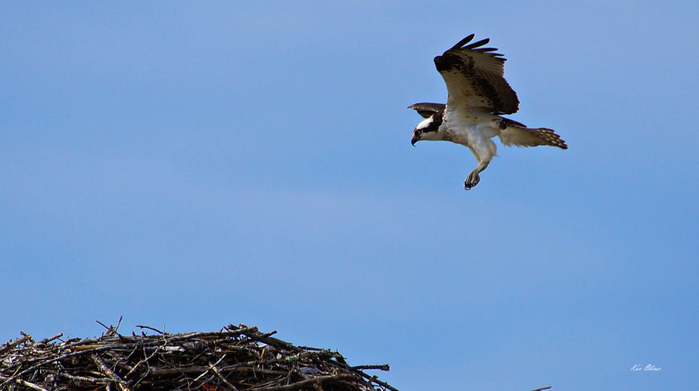 An Osprey flying in towards the nest with a clear blue sky.