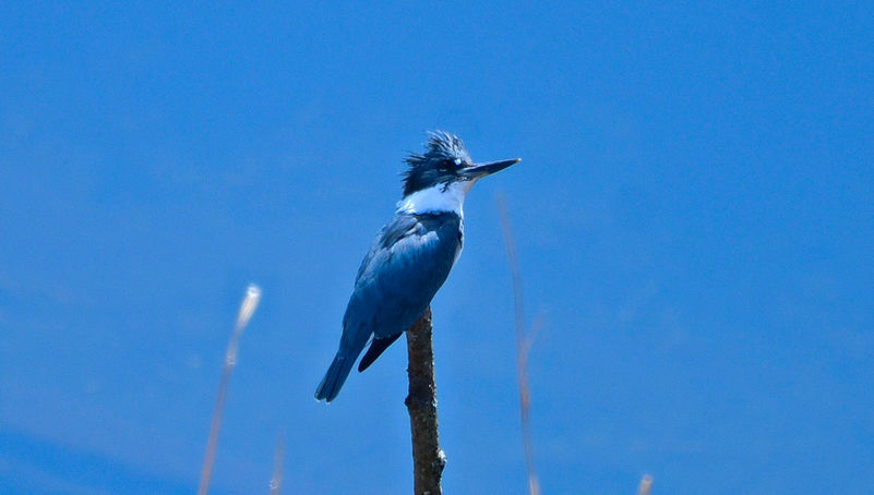The kingfisher perches on a slender branch, its vibrant plumage a striking contrast against the blue of the creek. From a high angle, the scene captures the glistening water below, reflecting the sunlight as it flows gently over smooth stones. The bird's keen eyes scan the surface, poised for the perfect moment to dive for its next meal. This serene moment in nature showcases the delicate balance of life along the water's edge.