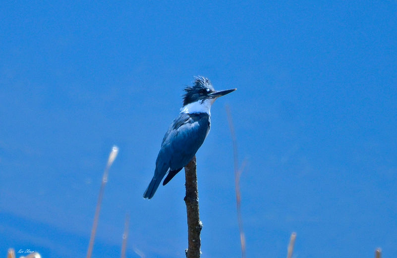 The kingfisher perches on a slender branch, its vibrant plumage a striking contrast against the blue of the creek. From a high angle, the scene captures the glistening water below, reflecting the sunlight as it flows gently over smooth stones. The bird's keen eyes scan the surface, poised for the perfect moment to dive for its next meal. This serene moment in nature showcases the delicate balance of life along the water's edge.

