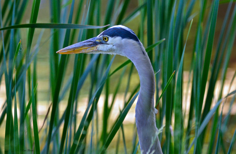 The great blue heron stands majestically, its head held high with an air of elegance! Its striking blue-gray feathers shimmer in the sunshine, while the sharp, piercing yellow eyes gleam with curiosity and intelligence. The long, slender neck is adorned with delicate, wispy plumes that give it a regal appearance, making this bird a true marvel of nature. Every detail, from the sharp beak ready to catch its next meal to the subtle variations in color on its feathers, showcases the beauty and grace of this magnificent creature!