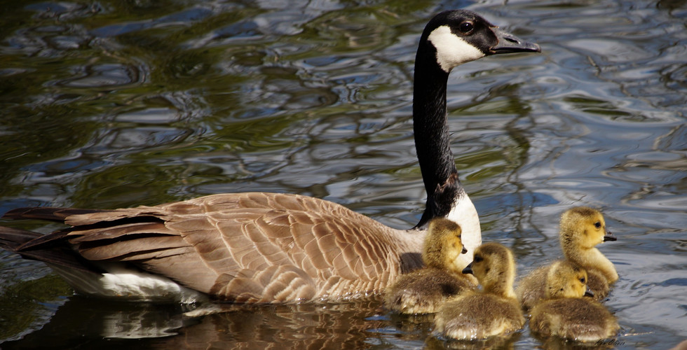 The Canada goose (Branta canadensis)
