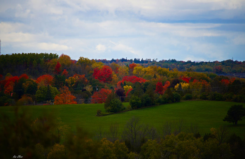 The view from the lookout at Harold Town Conservation Area is absolutely breathtaking! As the fall colors burst to life, the landscape transforms into a vibrant tapestry of reds, golden yellows, and rich oranges. The crisp air is filled with the scent of autumn, and the sight of leaves dancing in the breeze is simply enchanting. It's a perfect spot to soak in nature's artistry and capture the magic of the season!