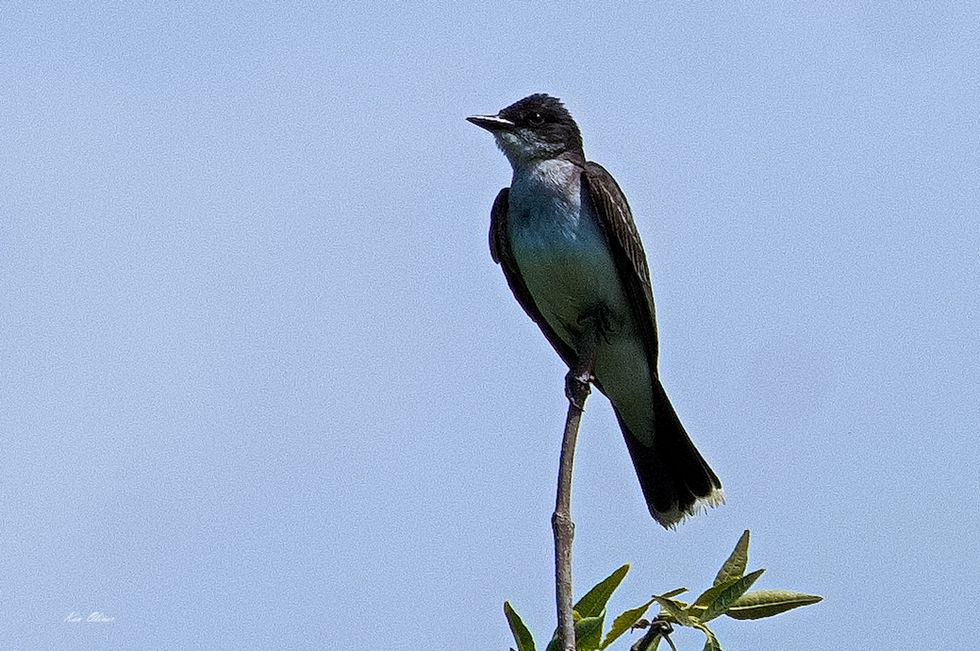 An eastern kingbird on the tip a bare branch with a clear sky