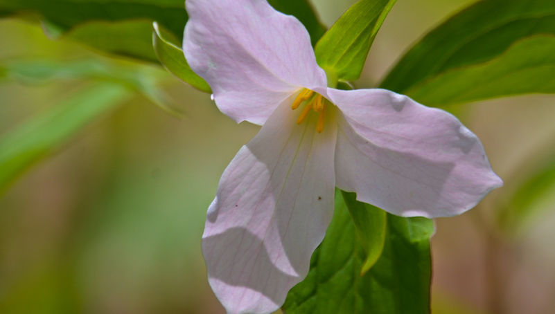 The pink Trillium flower is truly a breathtaking sight! Its delicate petals open up in a mesmerizing array of soft blush tones that beautifully contrast with the lush green leaves encircling it. Each velety petal, gently curved at the edges, invites you to appreciate its charm. At the center, a lovely cluster of golden stamens brings a warm touch, making this flower a real showstopper!