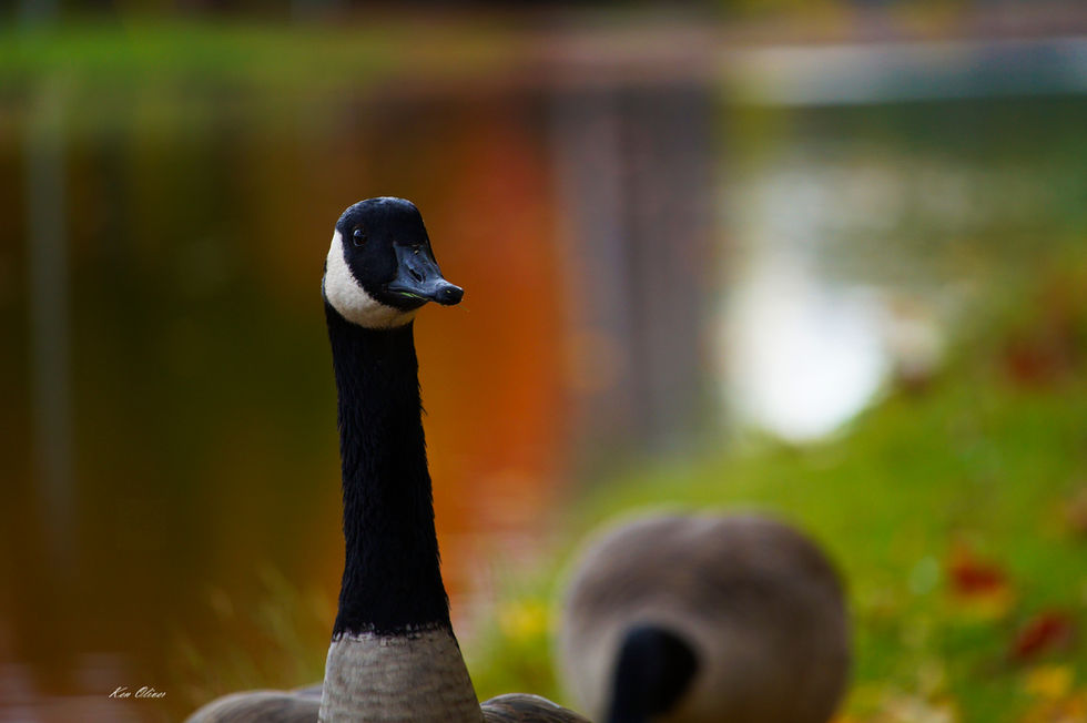 Close-up of the Canada Goose from the neck up