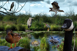 A collage of photos creating a scene full of wildlife