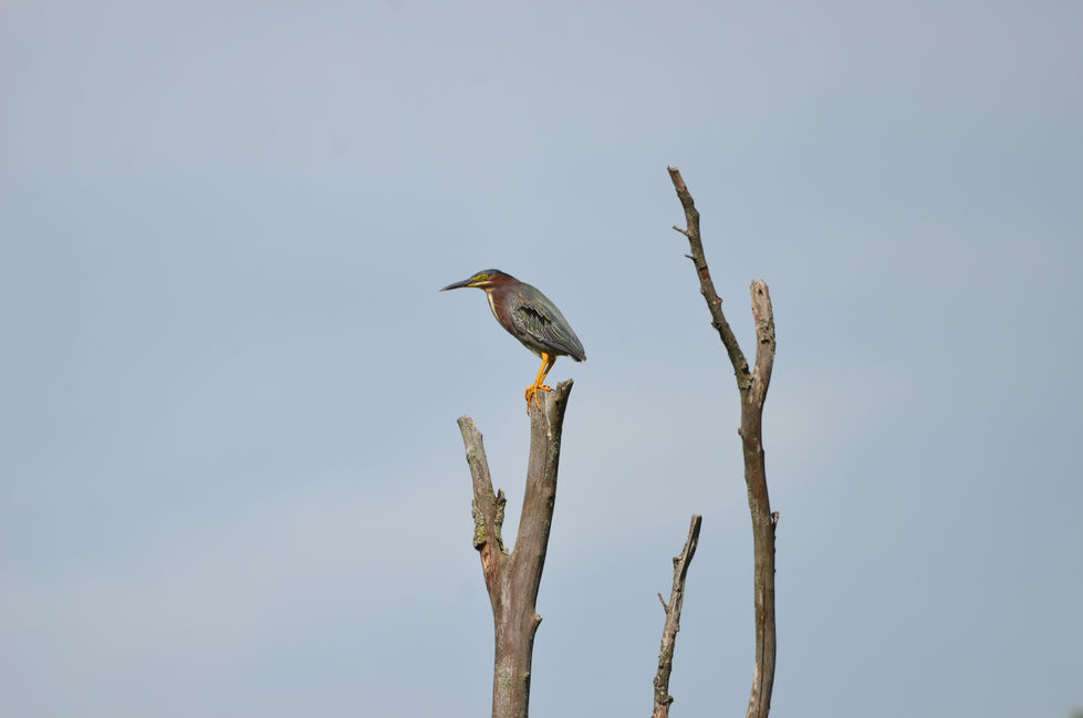 A green heron on a dead tree with overcast skies in the background