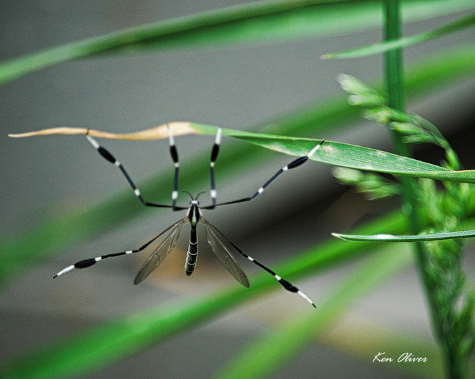 Eastern Phantom Crane Fly (Bittacomorpha clavipes)