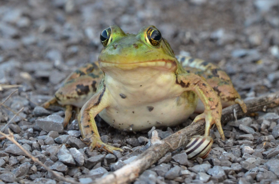 A close up of a green frog resting on the gravel