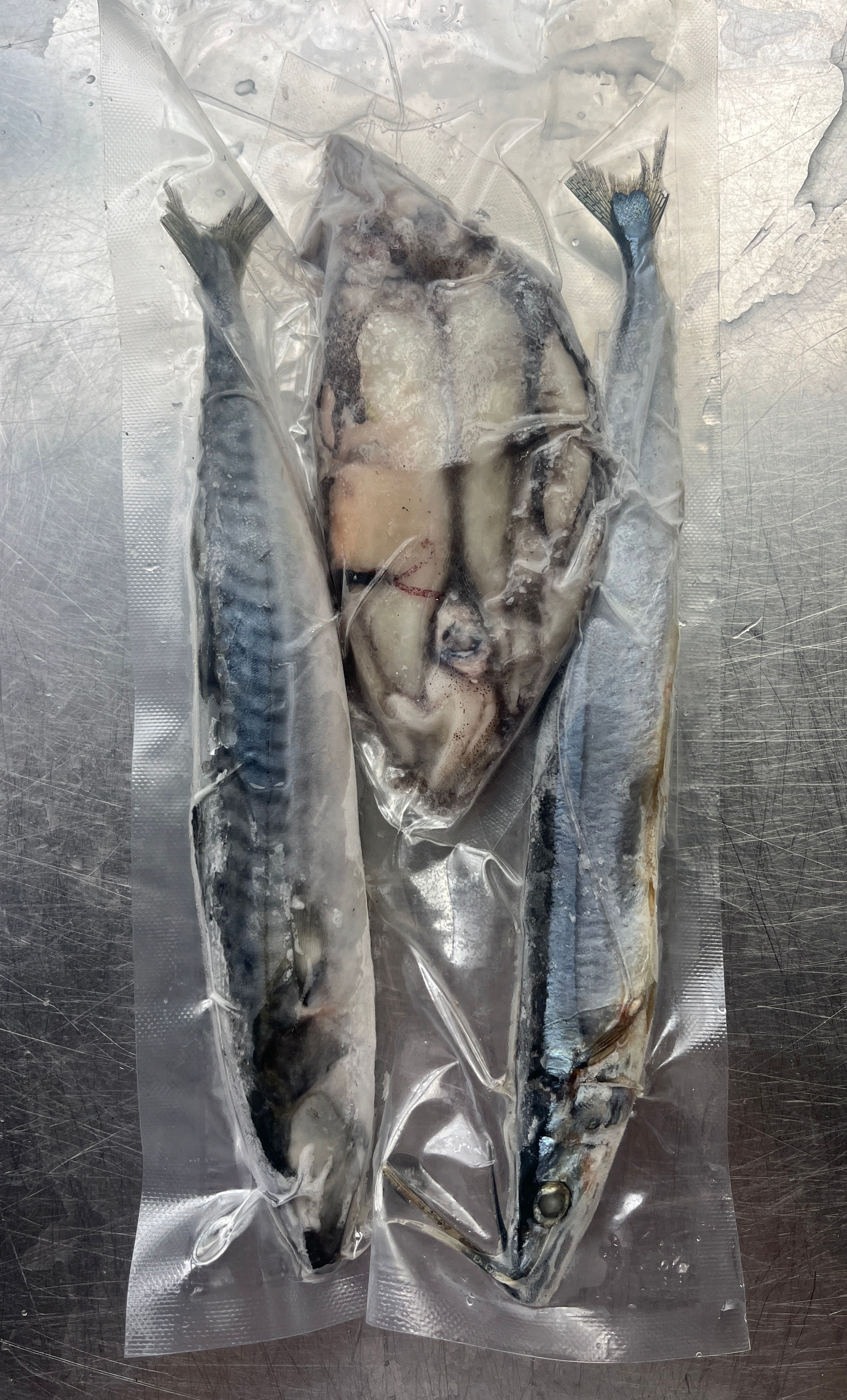 session pack 1x mackerel 1x blueys 3xloligo squid