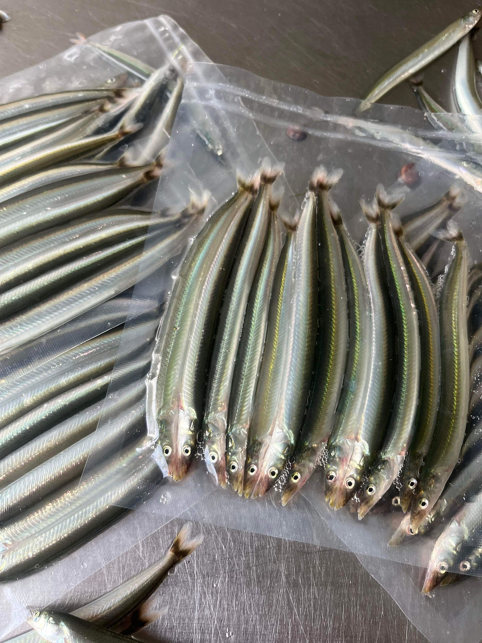 10 Confezioni Di Sandeels Medie Surgelate – Esca Viva Per Pesca – Wrigglers Baits