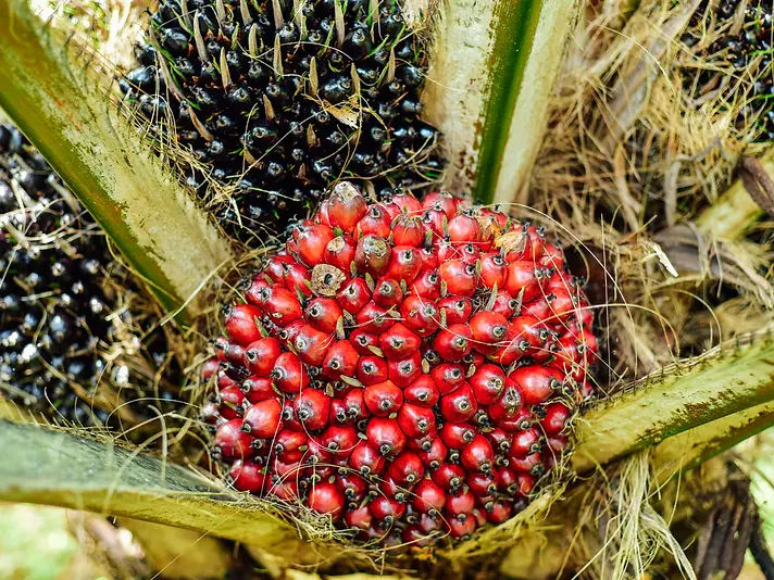 Palm bunch on tree.webp