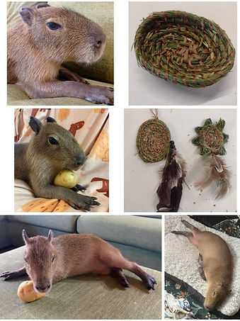 Weaving with a Capybara collage.jpg