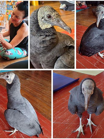 vulture yoga collage for March 1, 2026.jpg