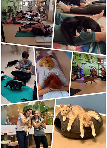 Cat Yoga collage for November 2024.jpg