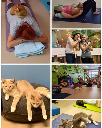 cat yoga collage from July 2024.jpg
