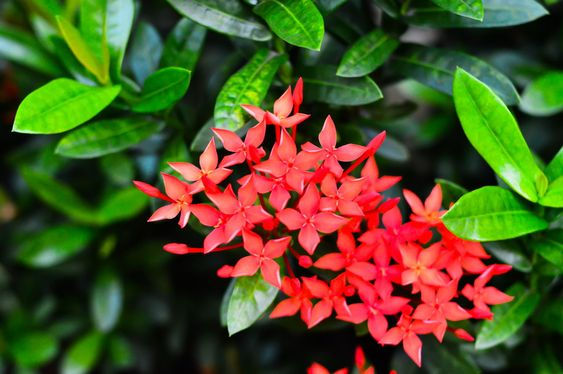 IXORA ORANGE