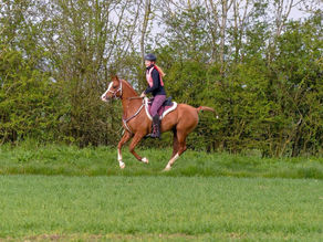 How to Set Realistic Goals for Endurance Riders