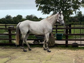 Chip’s Test Results - 27/07/24