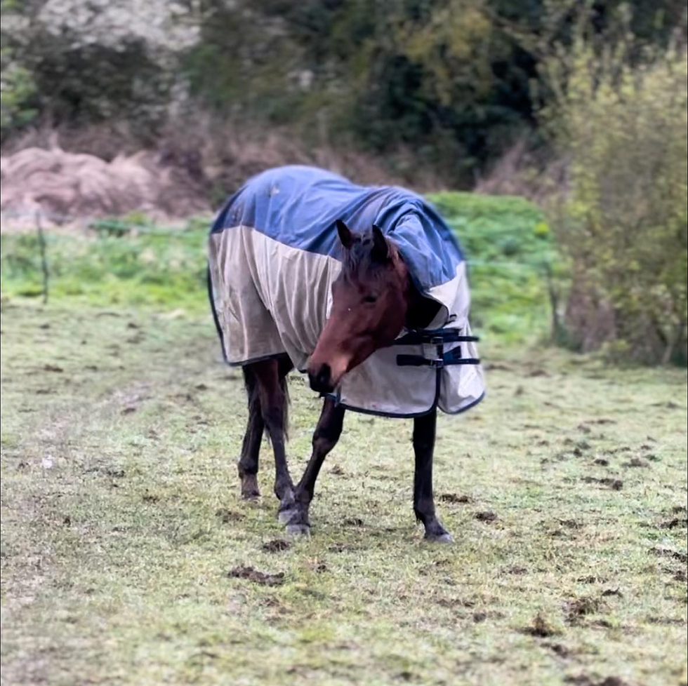 The Importance of Rest and Recovery in Training Endurance Horses