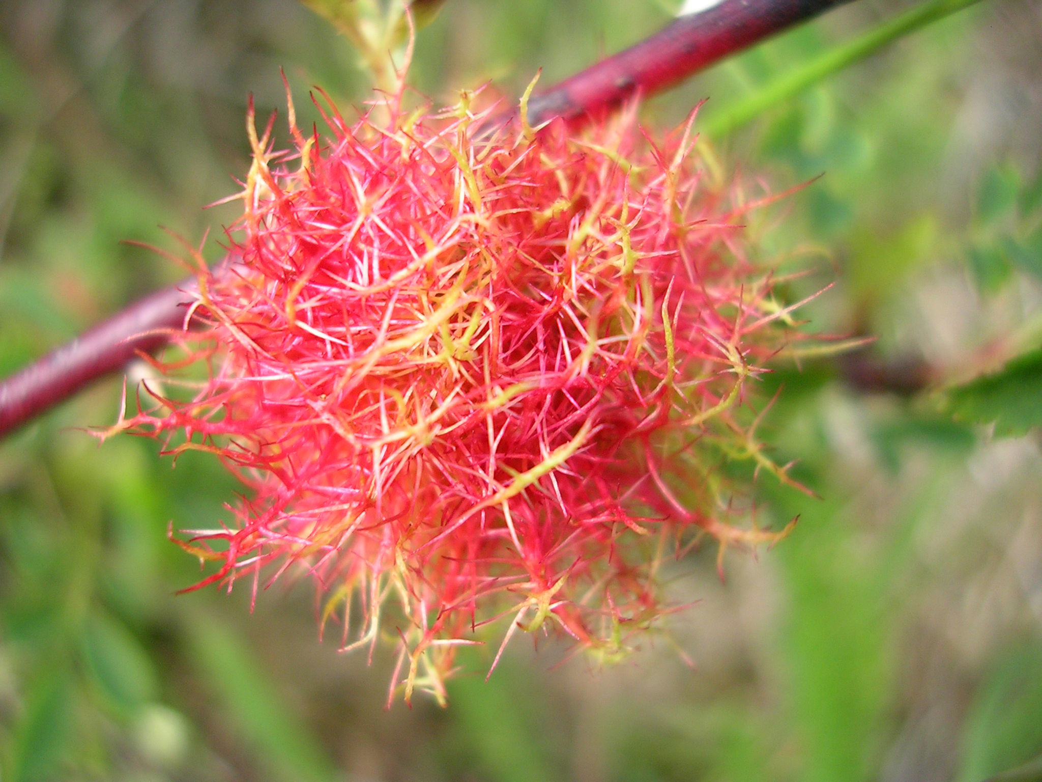"Arbeit im emotionalen Resonanzraum". Referent: Lukas Nissen