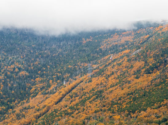 Cannon Tram Wide.jpg