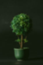 Plant with planter