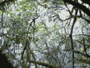 gibbon.gif
