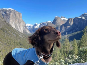 Upcoming Dachshund Litters You Won't Want to Miss