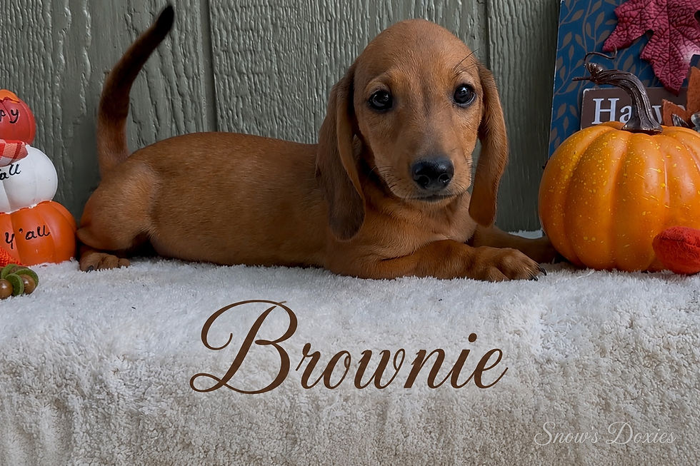 Brownie
