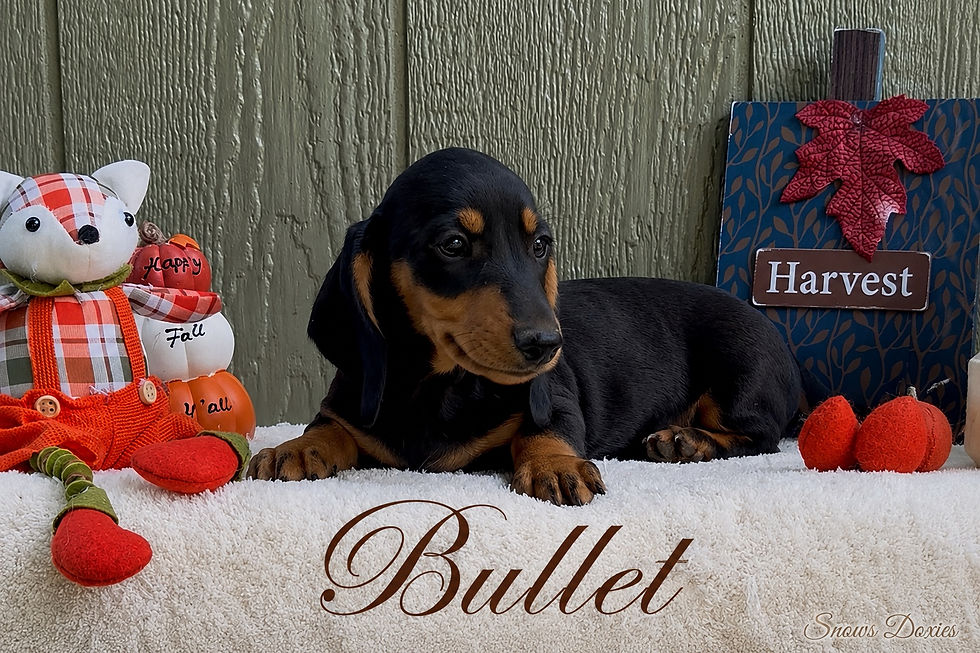 Bullet