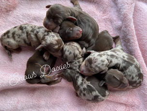 Finding Your Perfect Dachshund Puppy Today