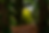 Image of a lush green forest carpeted with fallen leaves