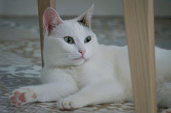 Thaïa
