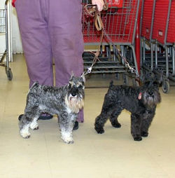 Gunner.Cosmo.3.29.15