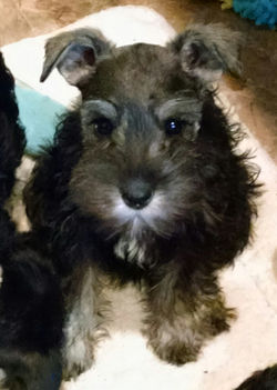 Miniature Schnauzer puppy