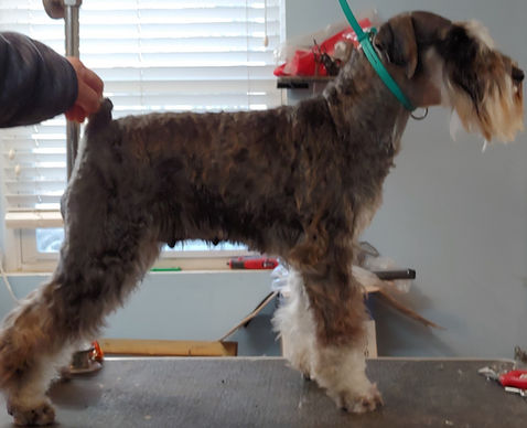 2020-12-09 15.52.36.jpg