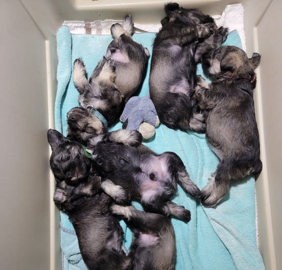 Babies.jpg