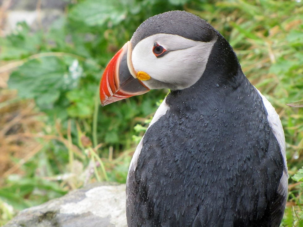 Puffins