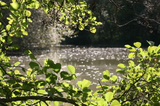 Les Gravelles carp lake in France