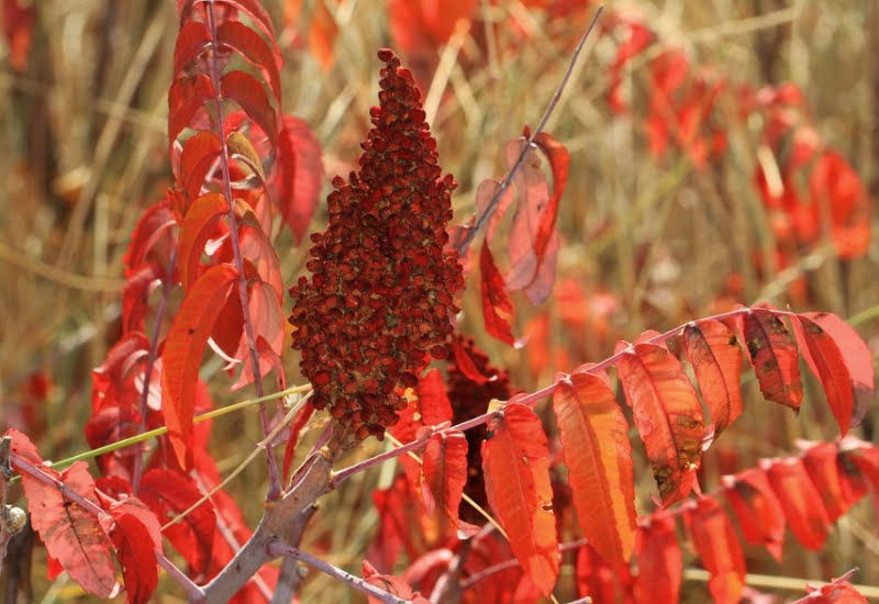 Smooth-Sumac