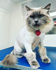 A colourpoint cat with a lion clip and a bow