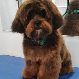 A freshly groomed pet