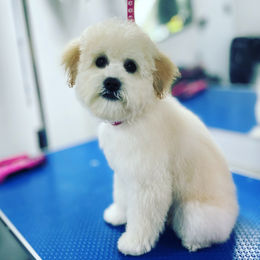 A freshly groomed pet
