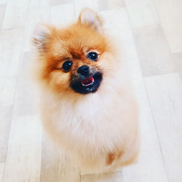 A freshly groomed pet