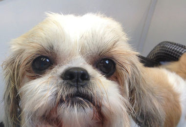 Shih Tzu with a fresh trim