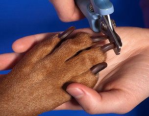 dog nail clip